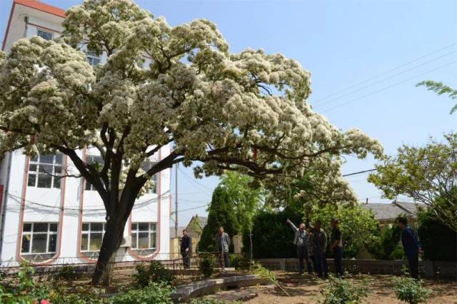 文登百年流苏树 满枝白雪如约盛开!