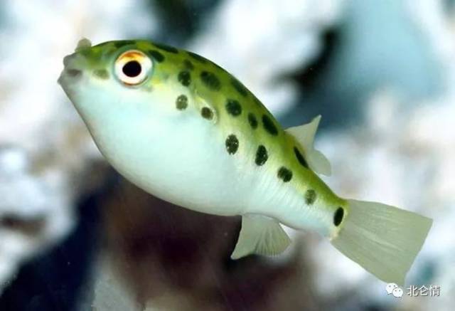 憨态可掬斑点花纹的潜水艇鱼