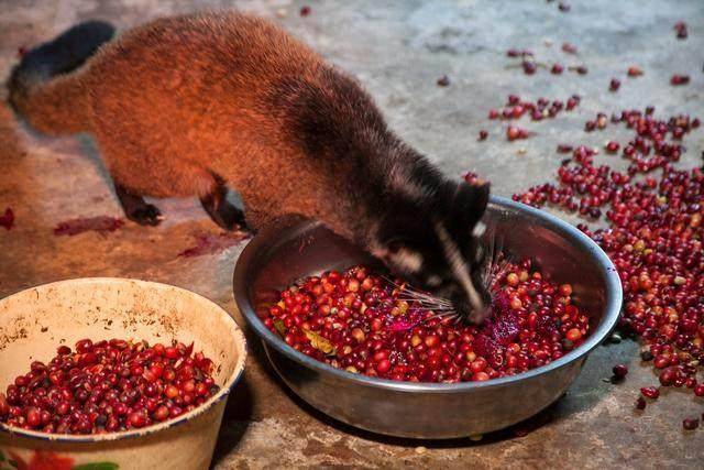 知道真相的我 是拒绝这一杯咖啡