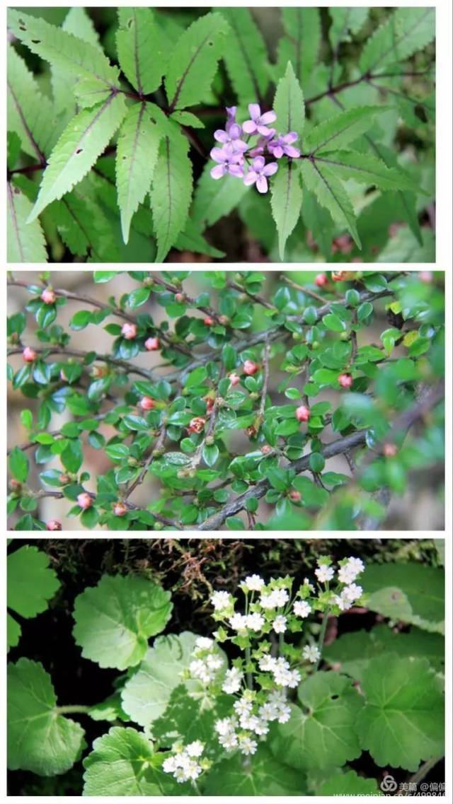 半边菜的花花,莲叶点地梅,平枝栒子(岩楞子),普通的野菜野草也有花季
