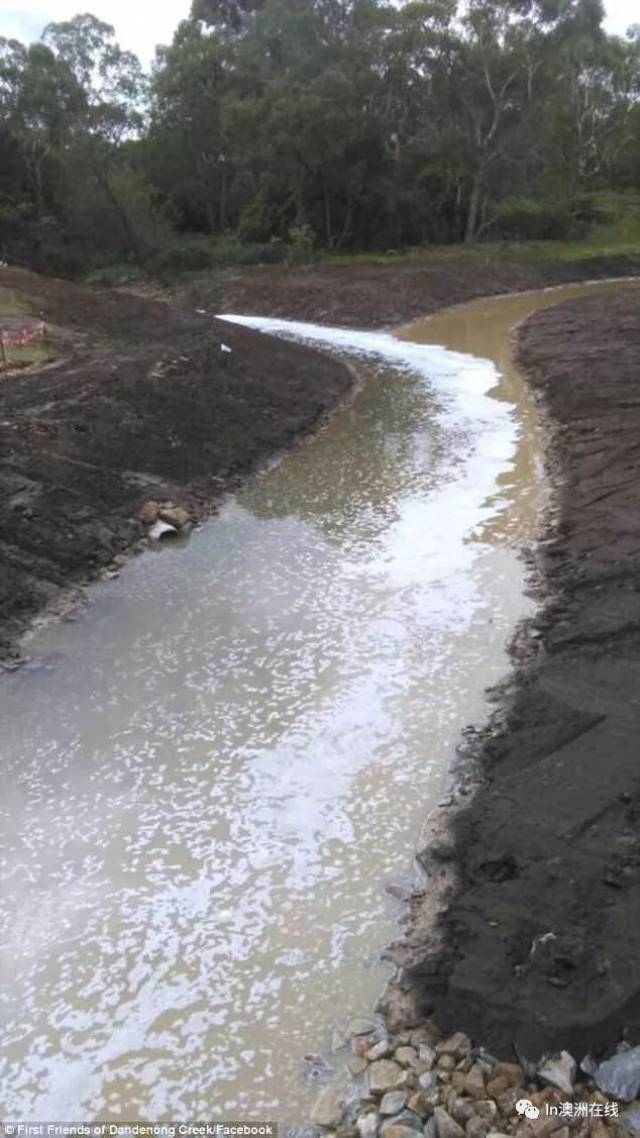 墨爾本美麗小溪遭惡性汙染!水面漂滿泡沫!