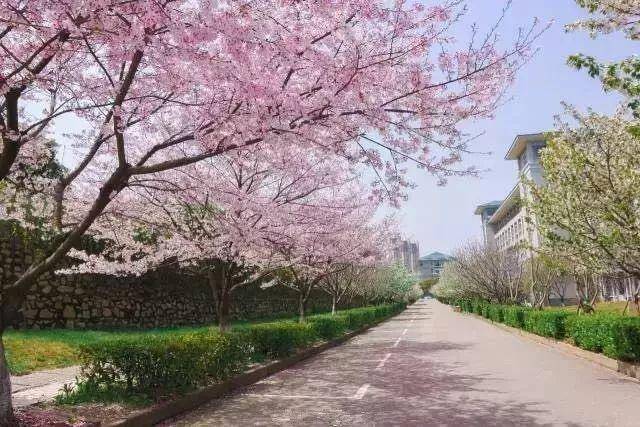 有什么大学有樱花(中国哪所大学有樱花树)