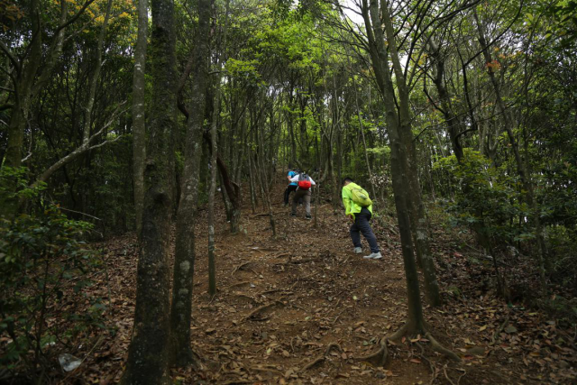 德生戶外|第83座大山,再登從化通天蠟燭,杜鵑映紅半邊天