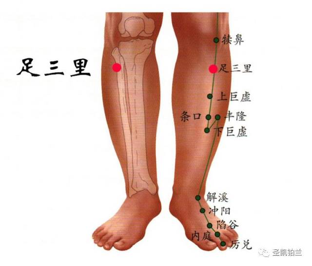 腿部脾经的准确位置图图片