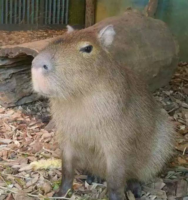 萌感力压小肥猪的水豚竟然被当成鱼