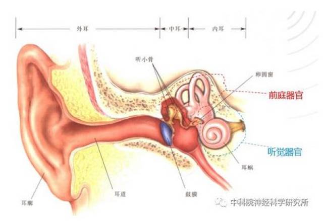 講座丨耳朵裡的世界——聽覺與平衡_手機搜狐網