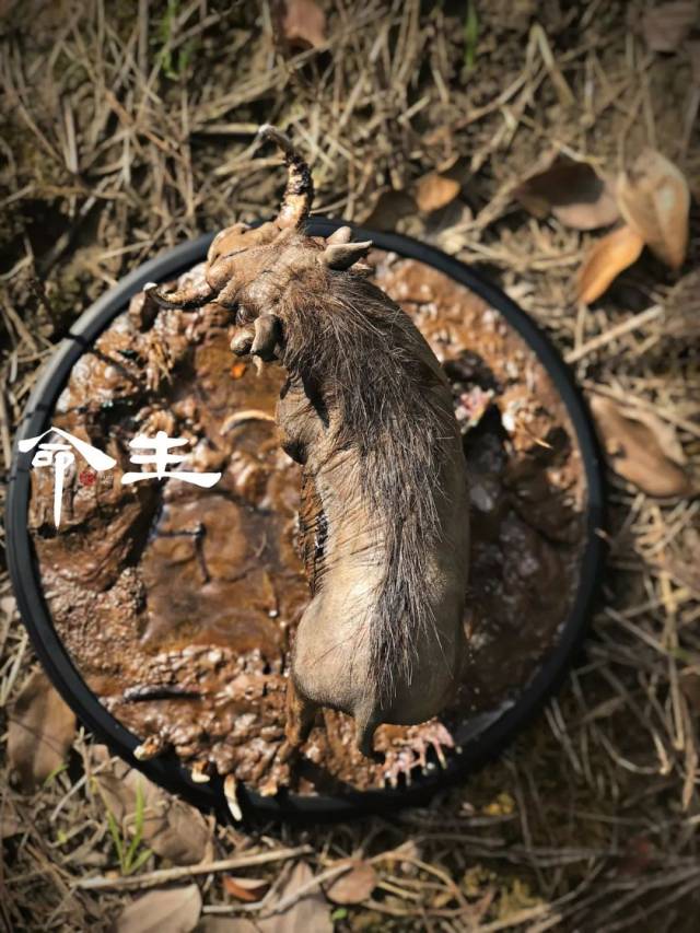 彭彭好久不见!丁满呢?