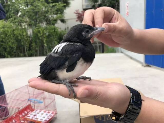 喜人!暖心!宁安校园拆塔吊拆出一窝小喜鹊,大家纷纷来领养