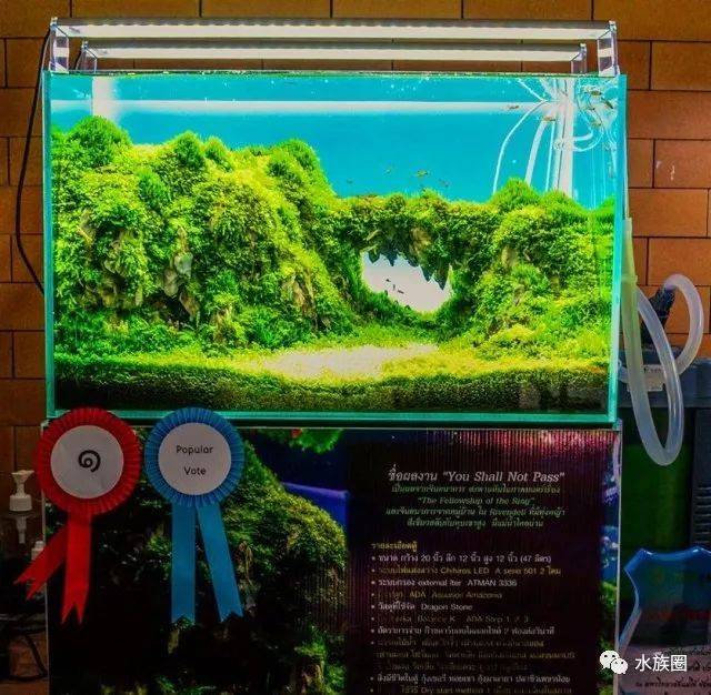 2016泰国清迈造景大赛冠军作品《sky hunter》开缸获奖全过程