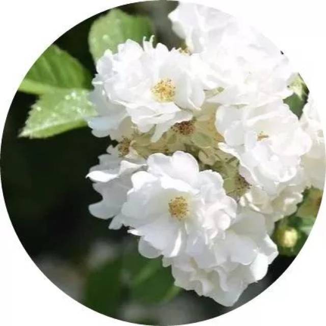 一诗一花一世界,一朝一暮一枯荣