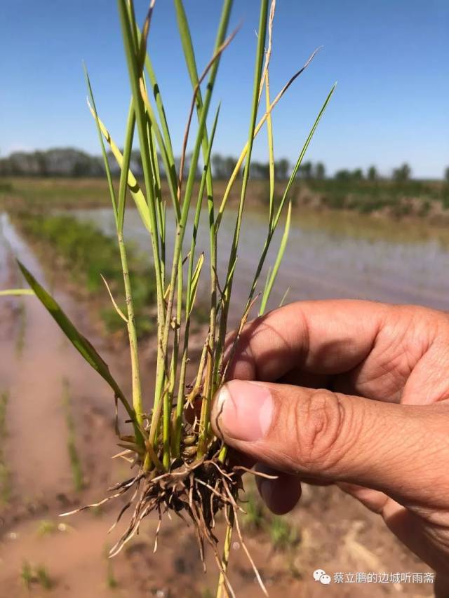 喀克时光⑧正午秧苗