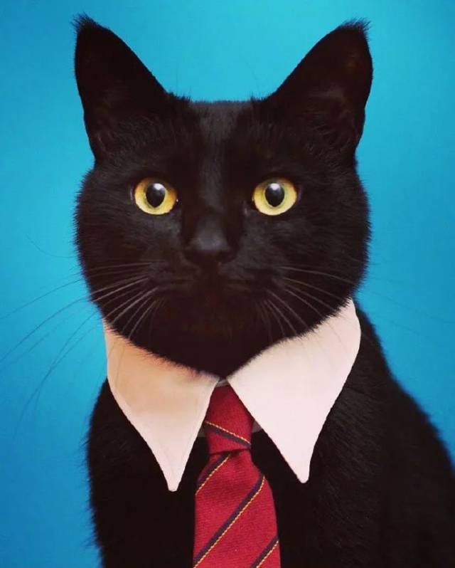 网友拍到黑猫一脸好奇的样子,但是它一动都笑喷了!这是橡皮泥吗?