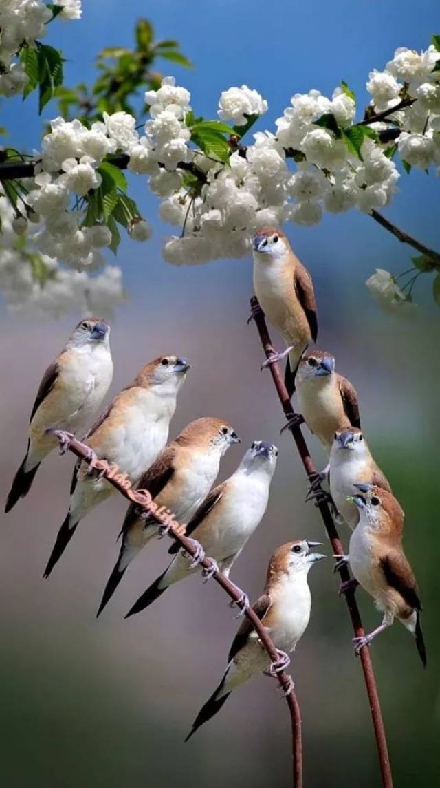 全世界最美艳的花鸟图!