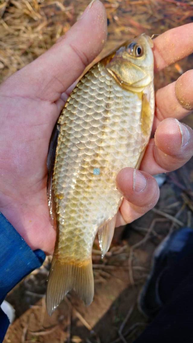 山區野河,收穫89條野生土鯽魚,全部送給朋友的