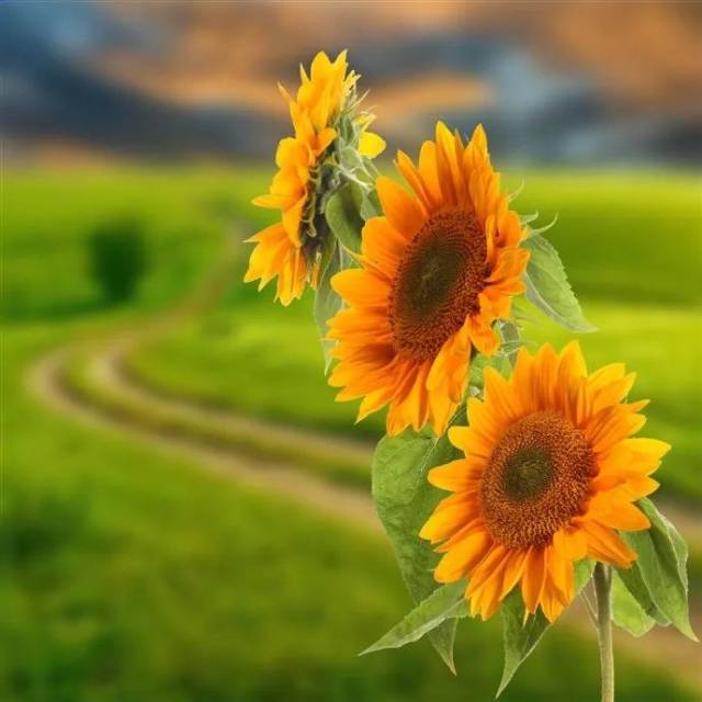 彭韬朗读:《心若不沧桑,青春之歌永飞扬》| 共读