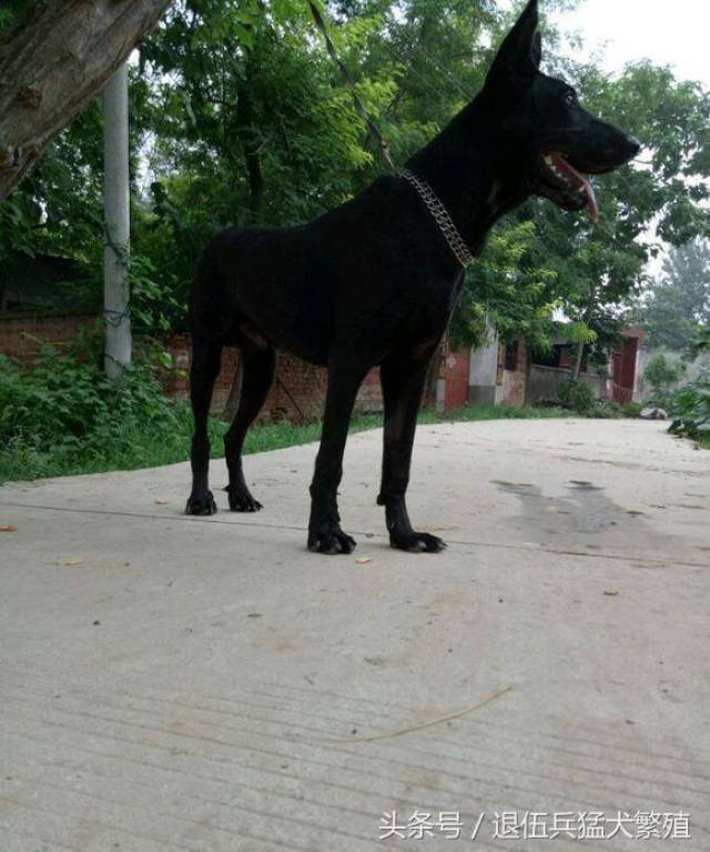 大型黑狼犬養殖基地中國傳奇犬種國產黑狼犬鎮宅辟邪