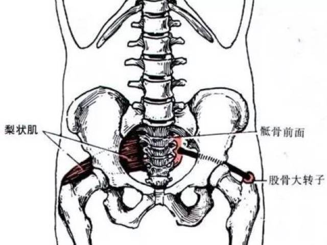 3,4骶椎前面,分佈於小骨盆的內面,經坐骨大孔入臀部,止於股骨大轉子