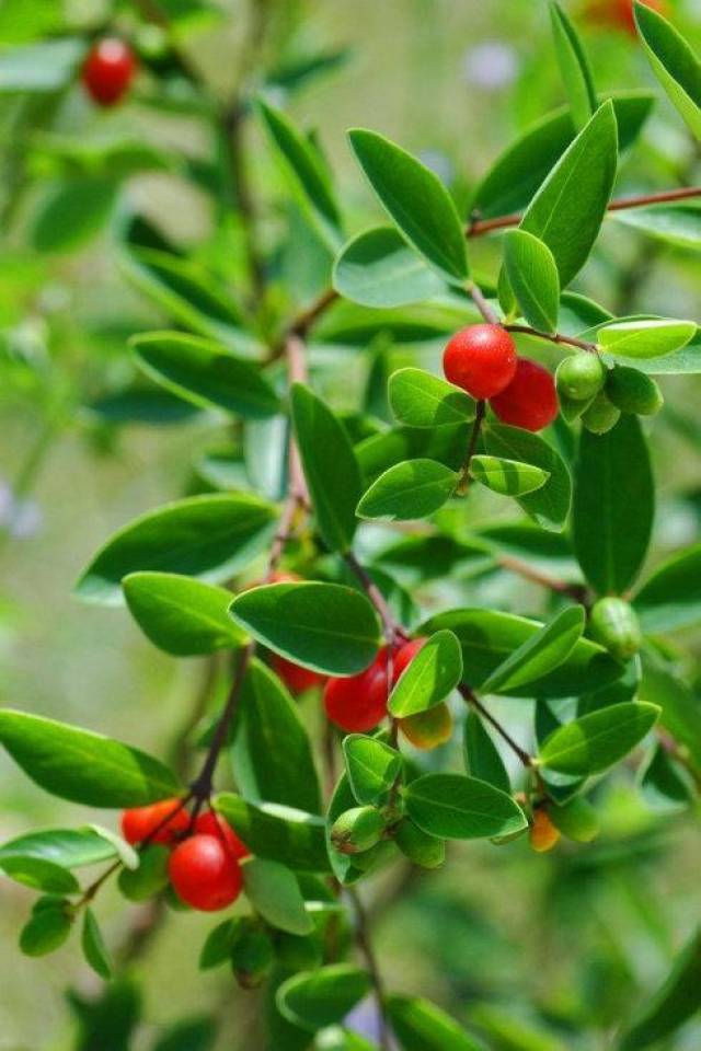 这种植物常被当杂草但以前是皇帝常用草药有治疗跌打扭伤功效