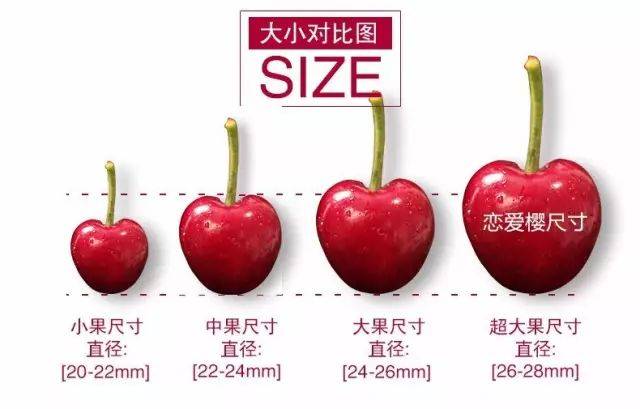 通州大樱桃熟了!29家采摘园攻略来咯!