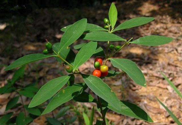 这种植物常被当杂草但以前是皇帝常用草药有治疗跌打扭伤功效