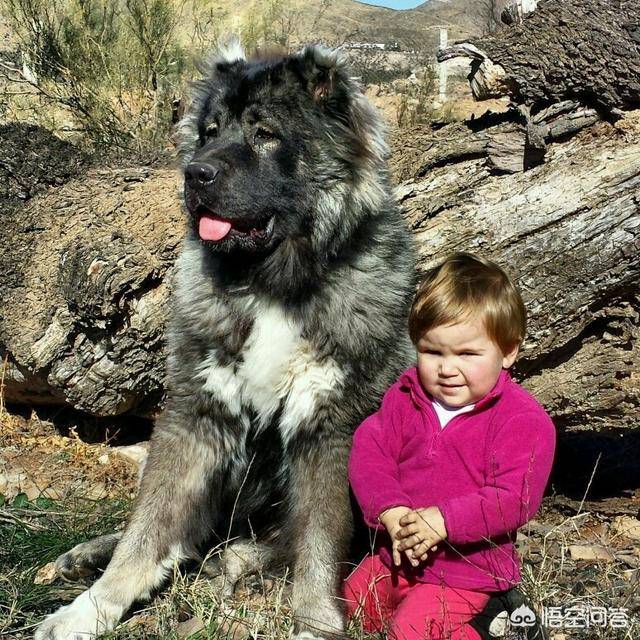 高加索犬是原产于车臣等前苏联中亚少数民族地区的古老大型护畜犬