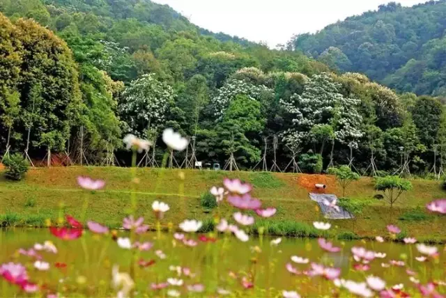 深圳又一森林公園開園啦!週末休閒,徒步登山又有地方去了!