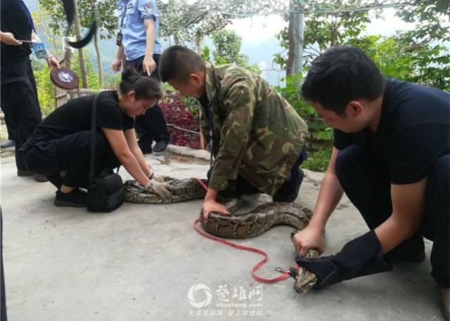 惊险!云南村民一锄头挖出17公斤大蛇,蛇身比大 腿还粗