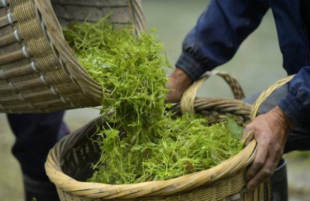 5月23日,湖北省來鳳縣舊司鎮一藤茶種植專業合作社的社員在田間轉運