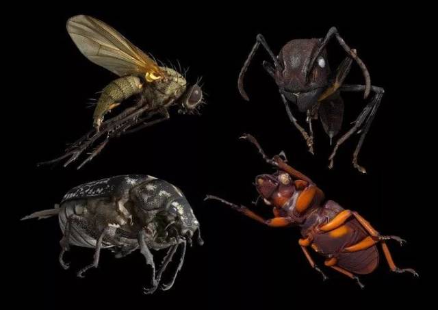 26种恐惧症测试图昆虫图片