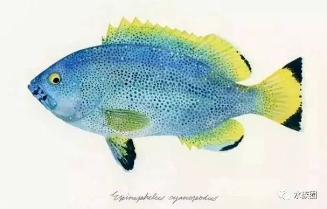 石斑鱼简笔画彩色图片