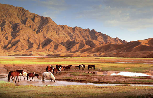图:韩哈斯摄) 这里的高山是苍劲的 起伏的黄土山头像一大片洪水的波涛