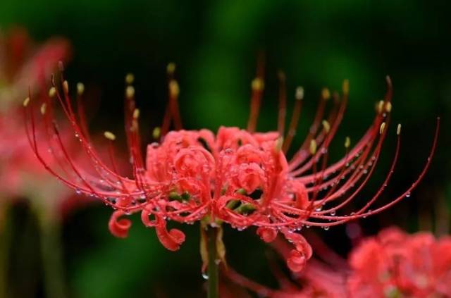 彼岸花:悲伤的回忆/相互思念.