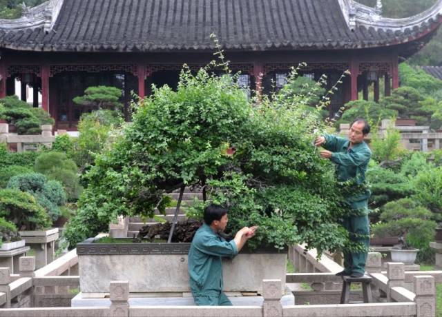 技师们正在修剪大家伙雀梅王