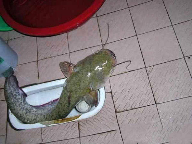 水库里最好钓的鱼就是鲶鱼了,多到洗澡的时候都会撞腿