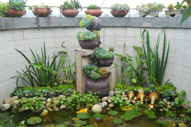 24楼露台"造鱼池",网友直呼:美得一塌糊涂!