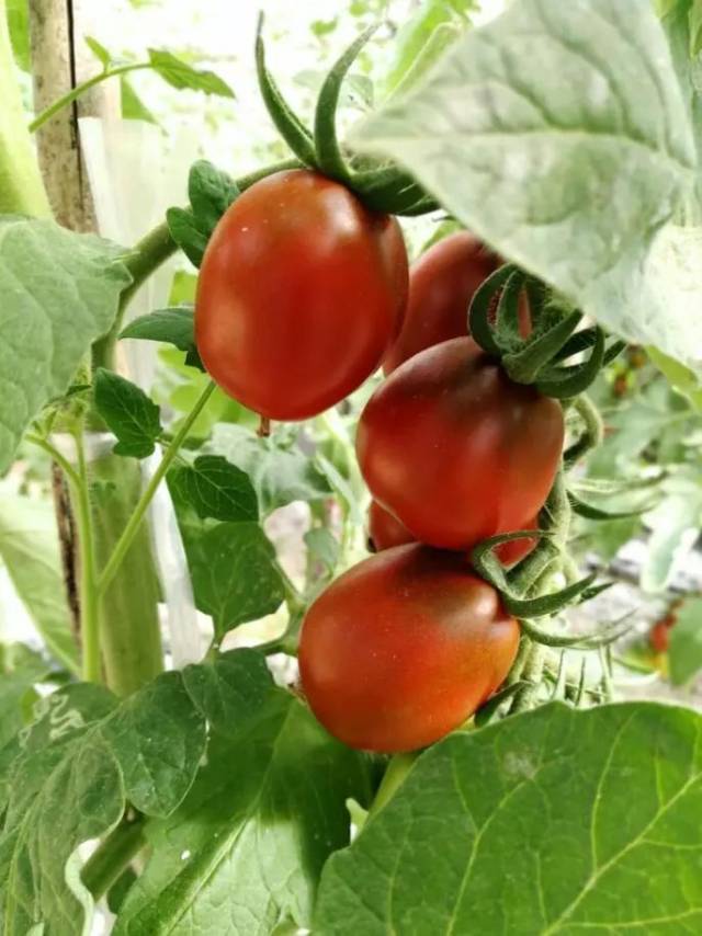 紫玉番茄 还有众多蔬果 等您来采摘