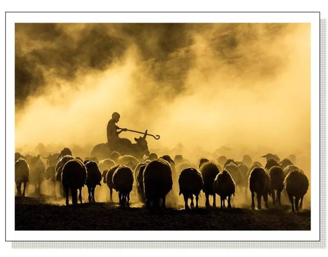 土耳其东部比特利斯,牧羊人落日下赶羊回家,羊群卷起阵阵尘土.