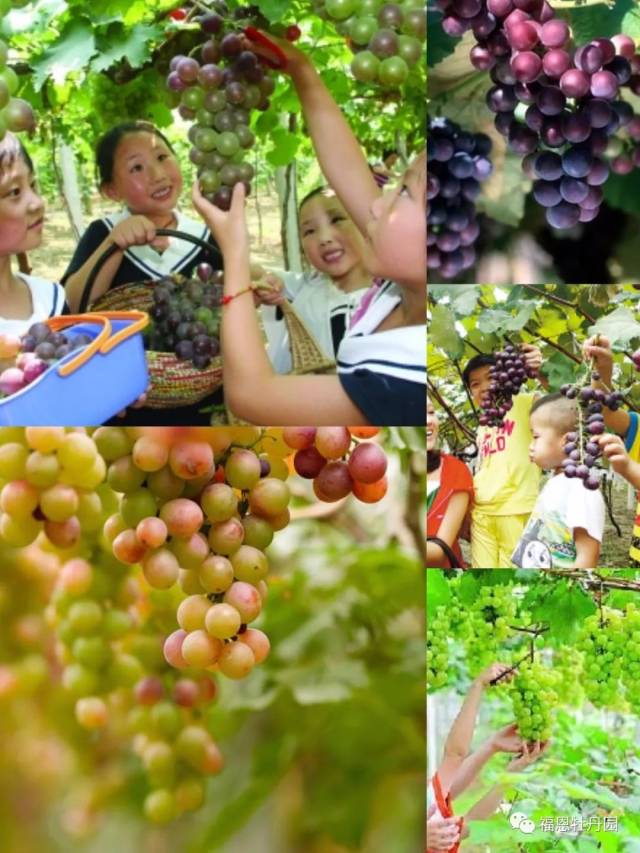 襄阳大事件!一个投资5.2亿的景区26号多项目同