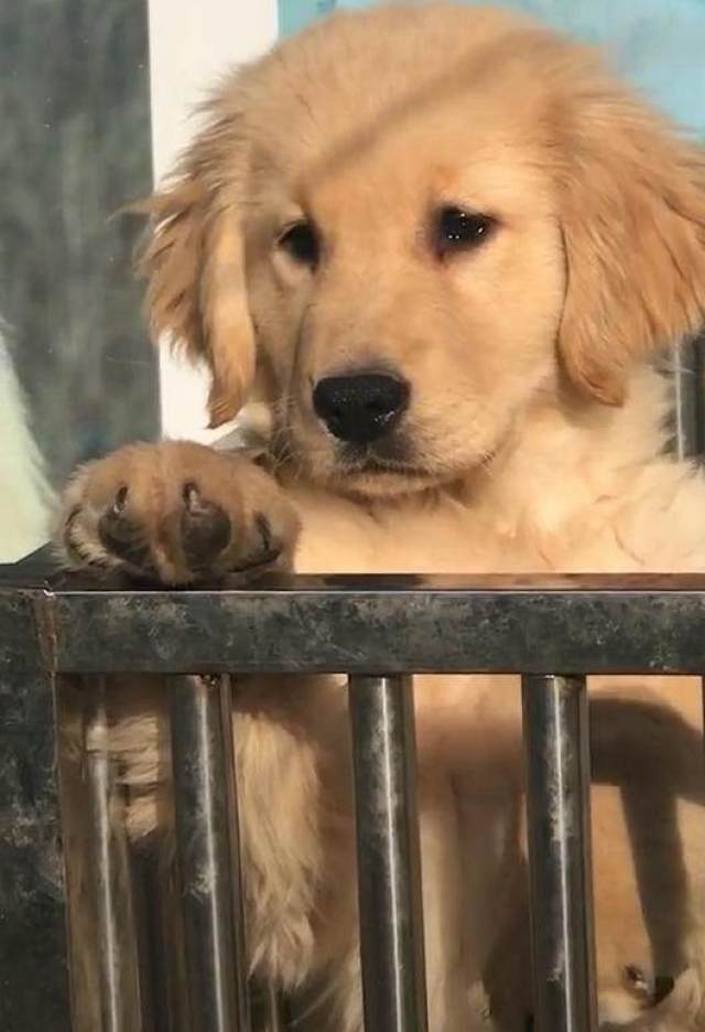 小狗得知自己要离开,眼泪在眼眶打转,网友在一旁看了默默擦泪!