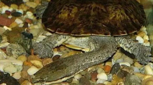 世界上最短命的乌龟,脖子却是最长的