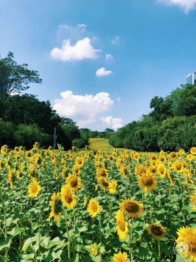 市民中心向日葵花海又開啦!3030㎡!免費!開到6月初!