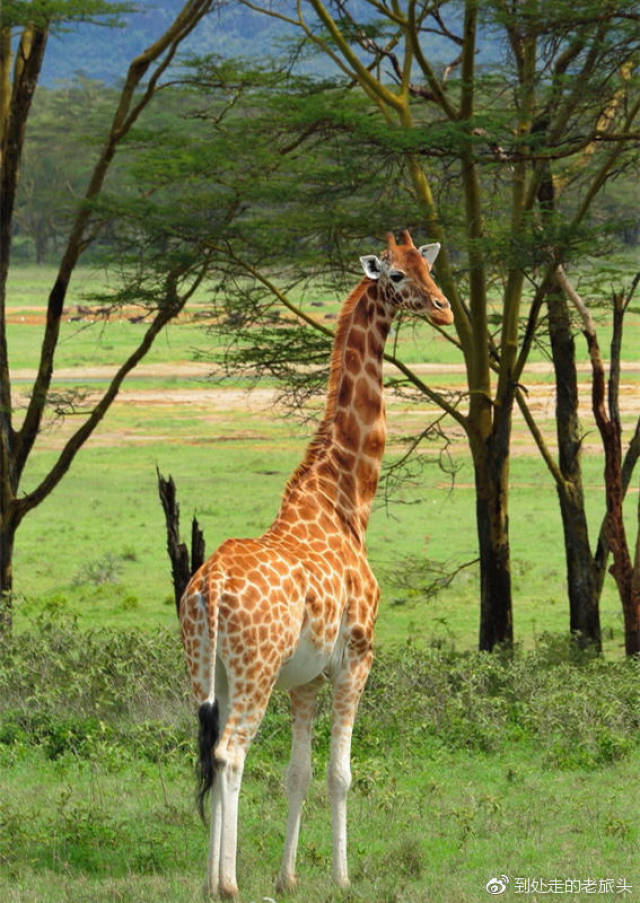 大迁徙过程中,食草动物之间会为争吃打架么