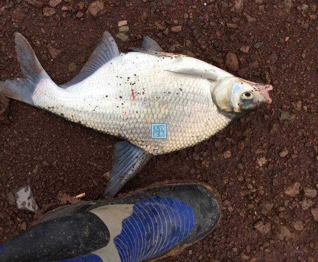 狂風暴雨,野釣收穫50斤野生大魚,魚獲太多用大箱子都快裝不下了