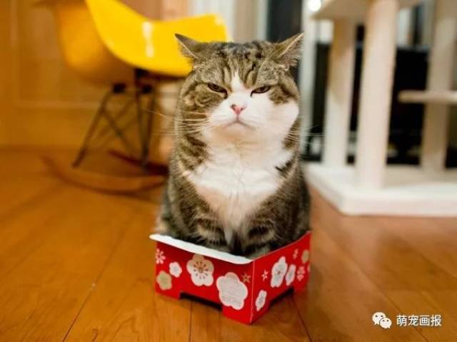 日本网红猫咪,我最爱的maru酱,11岁生日快乐!