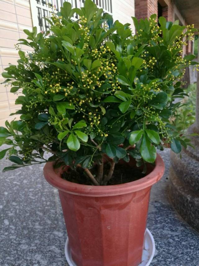 养米兰花,做好5个关键,不黄叶,金黄花开满树,花香满屋!