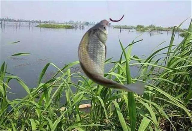 釣魚技巧篇:夏天在大型水庫的野釣技巧!_手機搜狐網