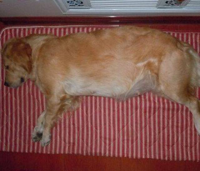 一孕傻三年,金毛妈妈怀孕后每天跑邻居家准备生产!