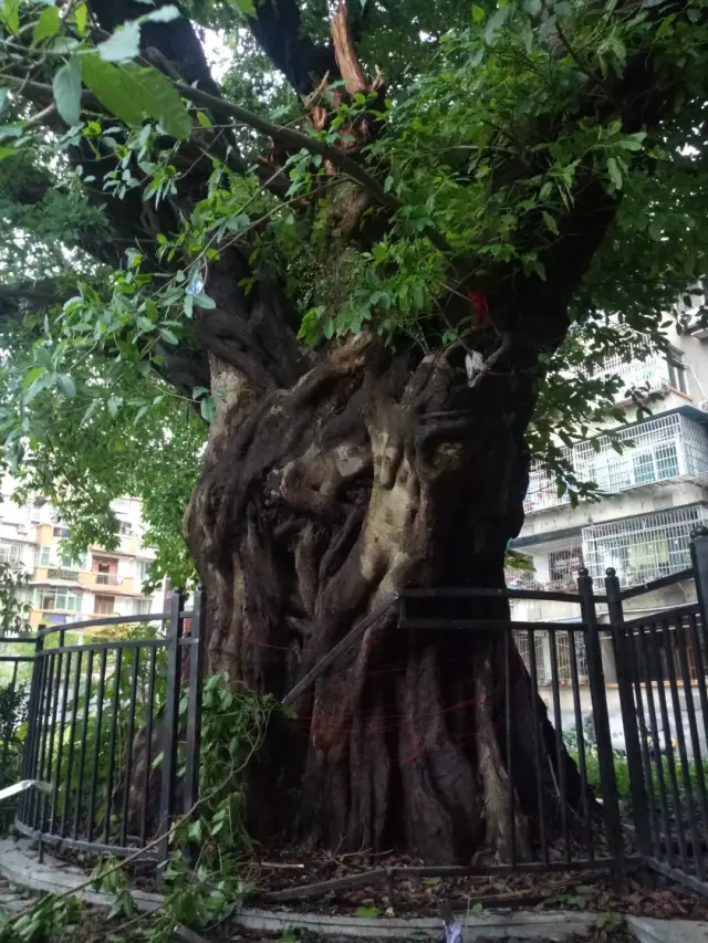 可惜!宜宾南溪最大千年黄桷树被吹断枝丫