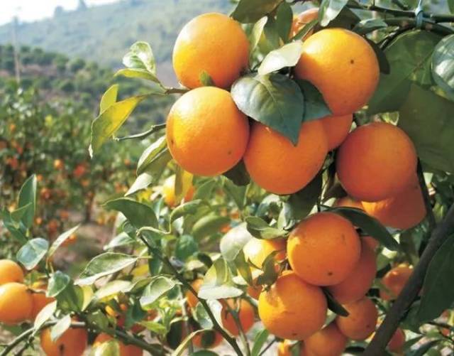 钟山县昱成水果专业合作社生产的贡柑