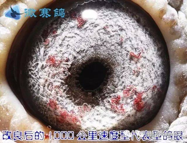 【鸽赏图】罕见的鸽眼!